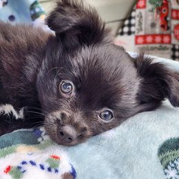 Zion - Black parti male Pomeranian puppy in Pass Christian, Mississippi from Cristina Cammarota