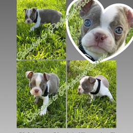 Boston Terrier puppies from Splashed To Perfection Farms