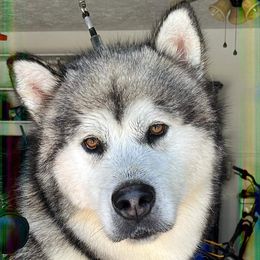 Cameron - Alaskan Malamute