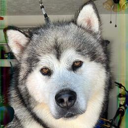 Cameron - Alaskan Malamute