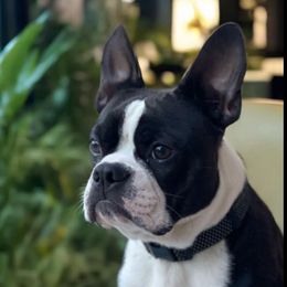 Loki - Boston Terrier