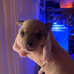 Pup C - White and tan male Toy Fox Terrier puppy in Clermont, Florida from Debbie Hiles's Toy Fox Terriers