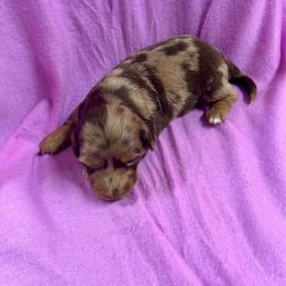 Lilly's Female 4 - Dapple female Dachshund puppy in Rattan, Oklahoma from Burgett’s Barnyard Dachshunds