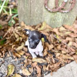Oreo - Black and white male Chihuahua puppy in Utica, Ohio from Poodle Me Crazy