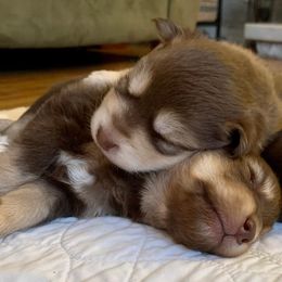 Pomsky Puppies from JC's Mitten Pomskies
