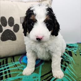 Gandalf - Black and white male Bernedoodle puppy in Granton, Wisconsin from Rose River Farms