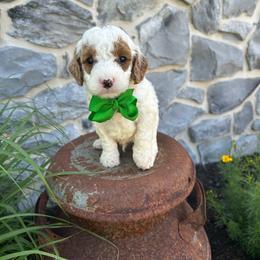Fluffy - Parti male Goldendoodle puppy in Mint Hill, North Carolina from DoodleForever