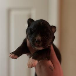 Girl 1 - Black tri-color female Australian Shepherd puppy in Orlando, Florida from Skaky Shepherds