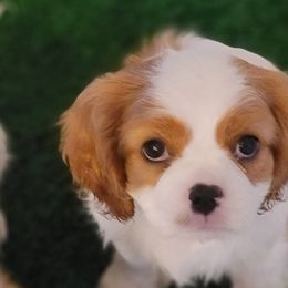 Cavalier King Charles Spaniels from Hyde Park Cavaliers