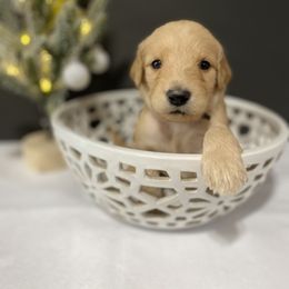 Goldendoodle Puppies from Lowe Lands Doodles