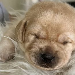 Labrador Retrievers from Cedarwood Arrow Labradors