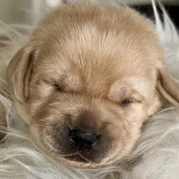 Labrador Retrievers from Cedarwood Arrow Labradors