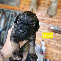 Girl 3 - Cream female Goldendoodle puppy in Stevens Point, Wisconsin from Dogs of Dewey Acres