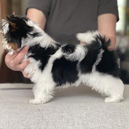 Biewer Terrier Puppies from My Beautiful Tribe