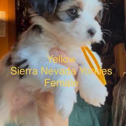 Yellow - Parti female Yorkshire Terrier puppy in South Lake Tahoe, California from Sierra Nevada Yorkies