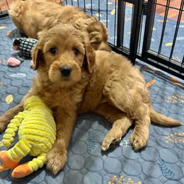 Lucy (Light Pink Collar) - Red  female Goldendoodle puppy in Bay City, Texas from Charming Doods