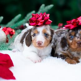 Poodles from Blossom Poodles