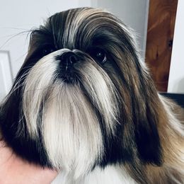 Topper - Shih Tzu