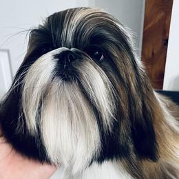 Topper - Shih Tzu