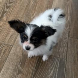 Papillon puppies from Mama's Pride Poms and Paps