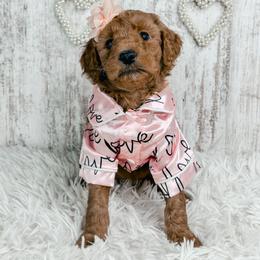 Dancer - Red  female Goldendoodle puppy in Otisville, Michigan from Danie’s Darling Doodles LLC