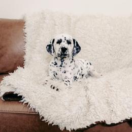 Black White Female - White and black female Dalmatian puppy in Fayette, Missouri from Lazy B Bassets and Dalmatians