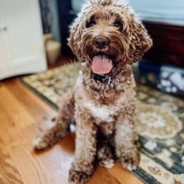 Zirka - Cockapoo