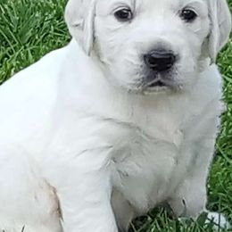 Golden Retrievers from Trusted Goldens