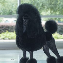Marie - Poodle