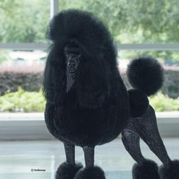 Marie - Poodle