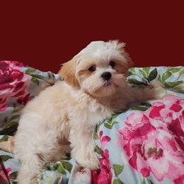 Shih Tzu Puppies from Pure Beauty Shih Tzu Pups