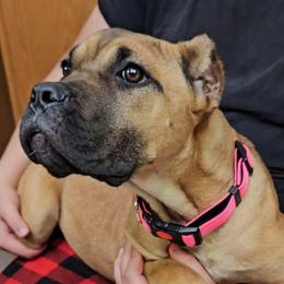 Pink Collar Female - Red female Cane Corso puppy in Lewistown, Montana from Corsi Amore Kennels