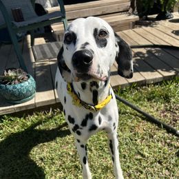 Lily - Dalmatian