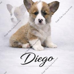 Diego - Sable male Pembroke Welsh Corgi puppy in Charleroi, Pennsylvania from Twilight Hollow Corgis