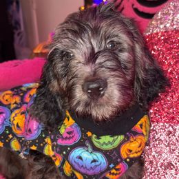 Chips Ahoy - Merle male Goldendoodle puppy in El Paso, Texas from Zeusthemoosedoodles