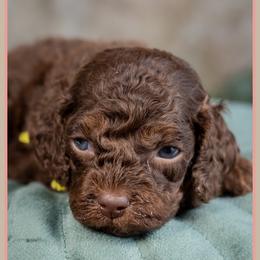 Folly - Brown male Cockapoo puppy in Connersville, Indiana from Deaz Doodle Ranch