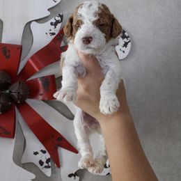 Groopert - Parti male Goldendoodle puppy in Warsaw, Ohio from Lovabledoodles