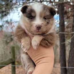 Female - Merle female Pomsky puppy in Gladstone, Virginia from Rustic Charms Miniature Huskys