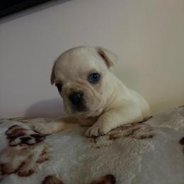 Rou - White female French Bulldog puppy in Coatesville, Pennsylvania from The Chipper Frenchie