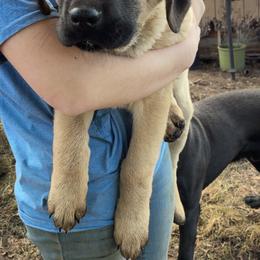 Male 2 - Fawn male Anatolian Shepherd Dog puppy in Daggett, Michigan from T&S Anatolians