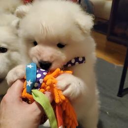 Samoyed Puppies from Limelight Samoyeds