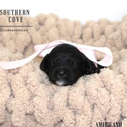 Americano - Black female Australian Labradoodle puppy in Winter Haven, Florida from Southern Cove Labradoodles