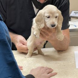 Dachshund Puppies from Island Farms Mimi’s Dachshunds Florida