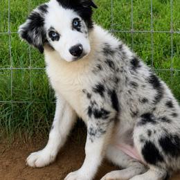 Josie - Blue merle female Australian Shepherd puppy in Mineral Wells, Texas from A6 Australian Shepards
