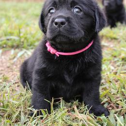 Labrador Retriever Puppies from Pride of the Southland Labs