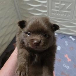 Chocolate male - Chocolate male Pomeranian puppy in Maplefalls, Washington from Snow peak poms