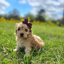 Penny - female Cavapoochon puppy in Bullard, Texas from Cavapoochon Central LLC