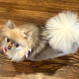 Sometimes Kiki - Pomeranian