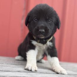 Boy 2 Cash Dark green collar - Black male Anatolian Pyrenees puppy in Clifton, Illinois from Mcginnis Guardian Dogs