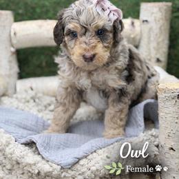 Owl - Chocolate merle female Bernedoodle puppy in Williamson, New York from Lakeside Doodles